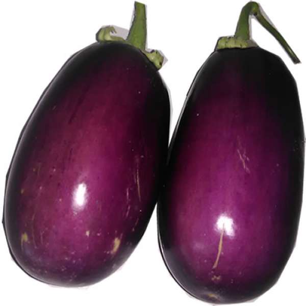 Beringela Bio