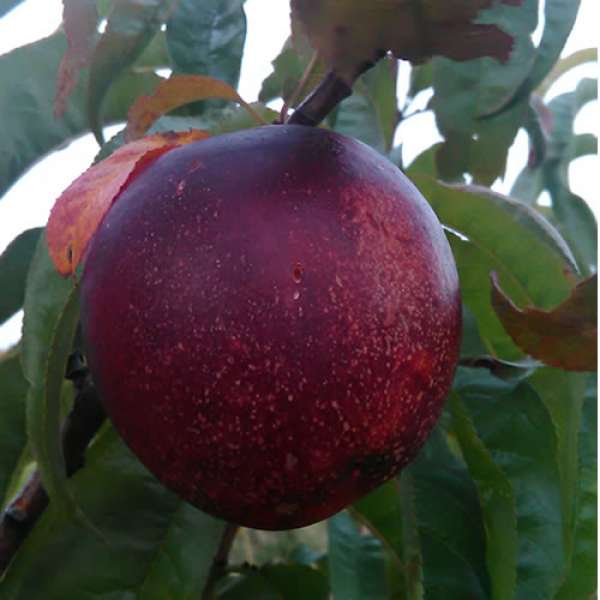 Pêssego Nectarina Bio