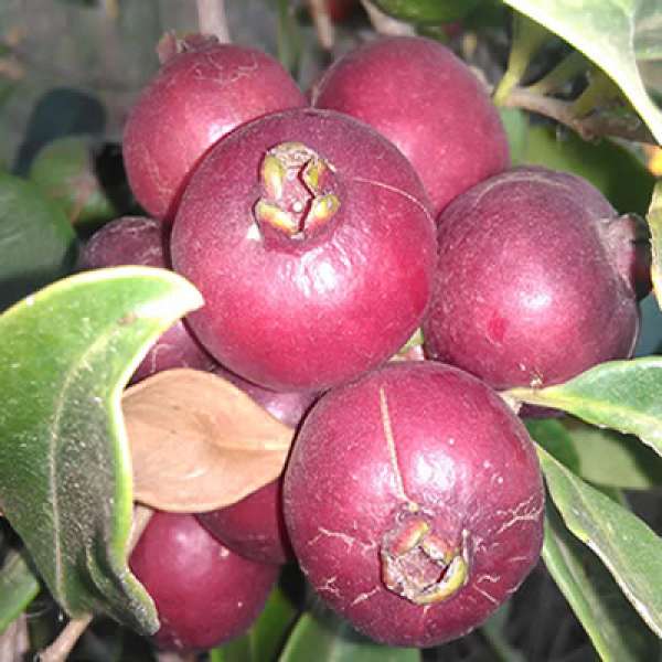 Araçá Bio, 125 gr