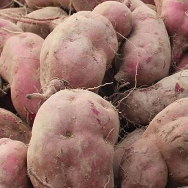Batata Doce