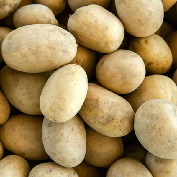 Batata Branca