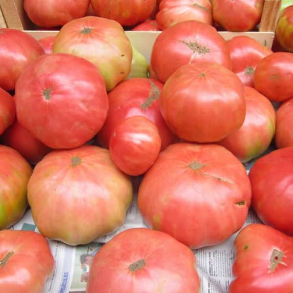 Tomate Rosa