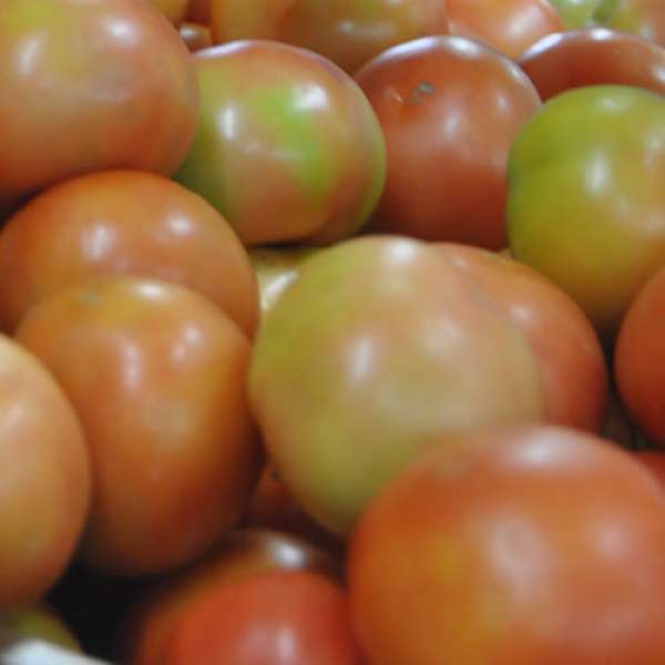 Tomate Redondo