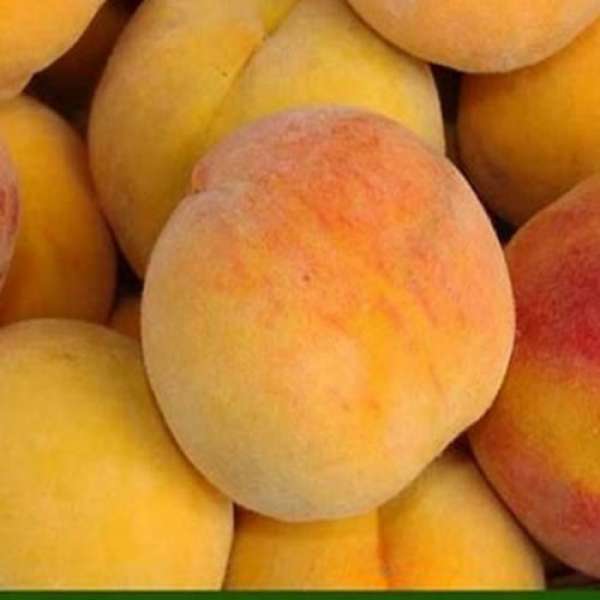 Pêssego Amarelo