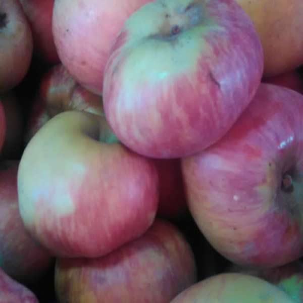 Maçã Riscadinha