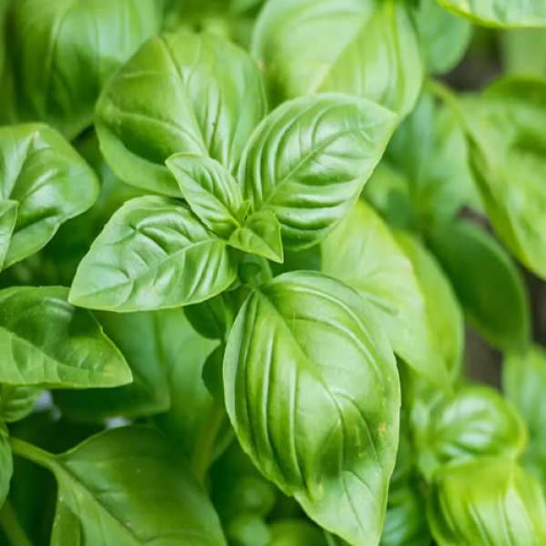 Manjericão Verde Bio