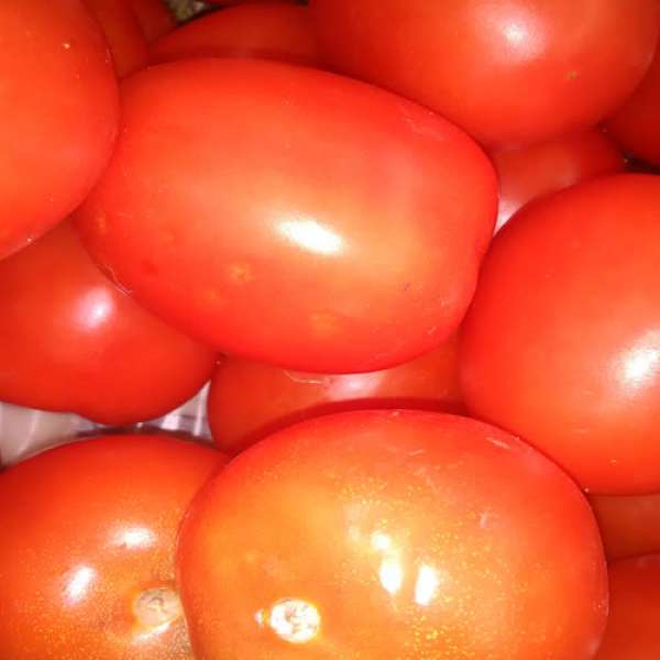 Tomate Chucha Bio