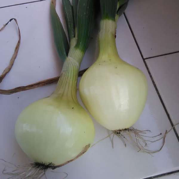 Cebola Fresca Bio