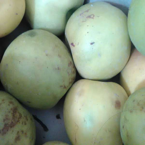 Maçã Granny Smith Bio